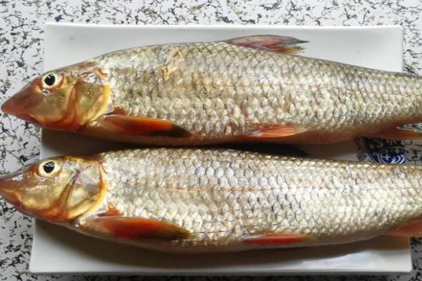 岛子鱼是什么鱼，白鱼是它的学名