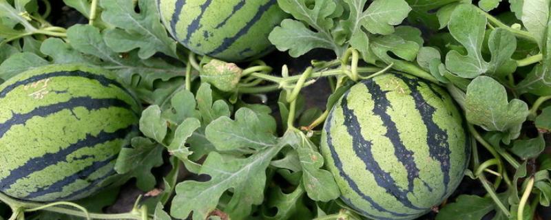 如何利用沼肥种植西瓜