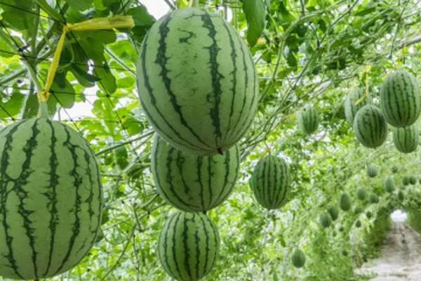 如何利用沼肥种植西瓜，可将沼肥铺在瓜垄表面、再深翻入土