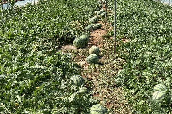 如何利用沼肥种植西瓜，可将沼肥铺在瓜垄表面、再深翻入土