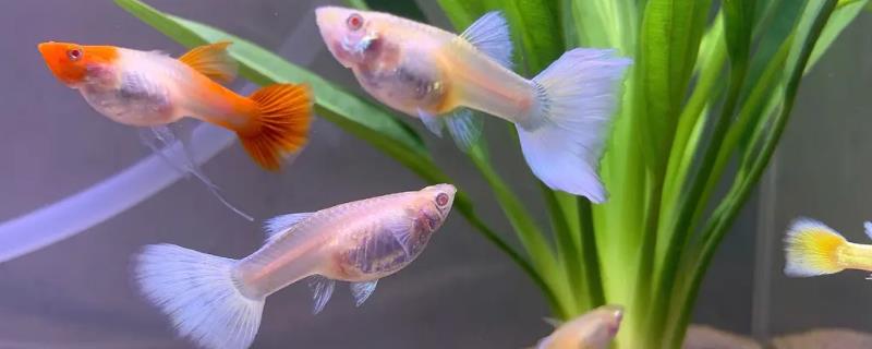 孔雀鱼喜欢什么水质