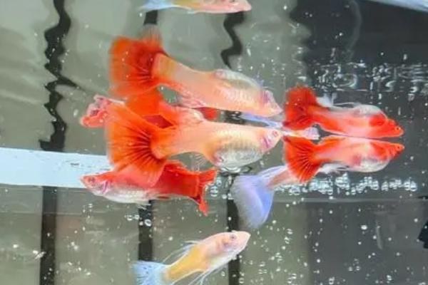 孔雀鱼喜欢什么水质，喜欢弱碱性的水质