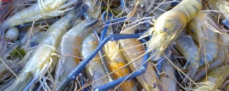 大头虾是海虾吗