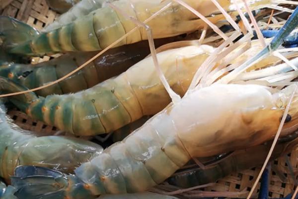 大头虾是海虾吗，不是海虾而是河虾