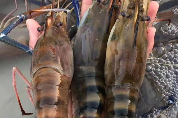 大头虾是海虾吗，不是海虾而是河虾