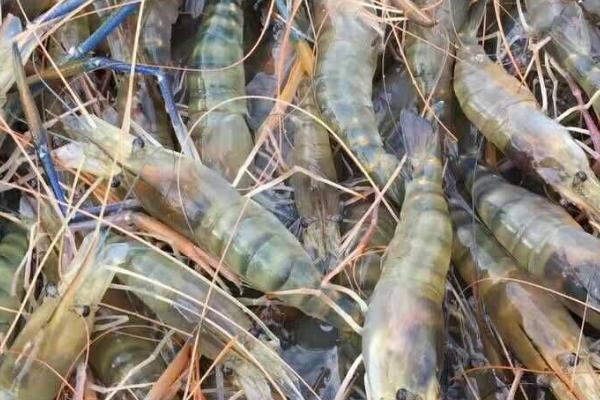 大头虾是海虾吗，不是海虾而是河虾