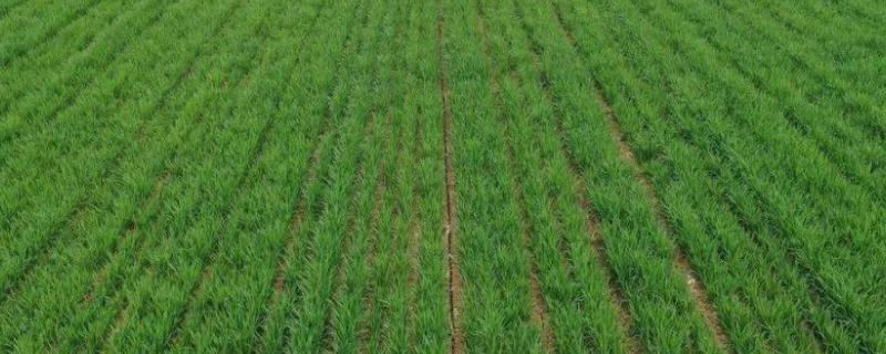 小麦越冬前怎么管理