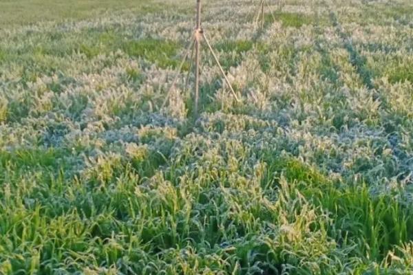 小麦越冬前怎么管理，对于深播苗要松土清棵、对于立针苗要施肥浇水