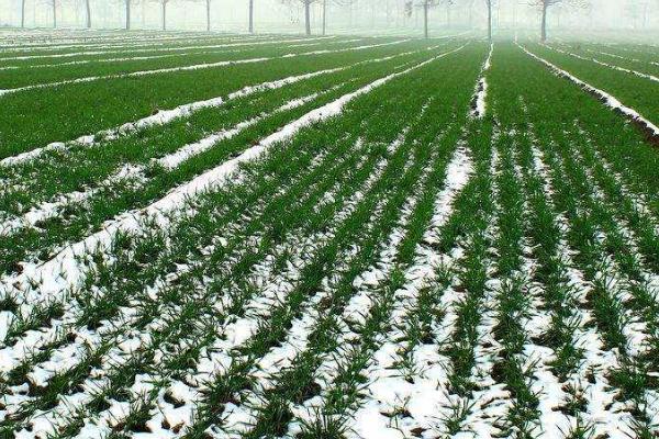 小麦越冬前怎么管理，对于深播苗要松土清棵、对于立针苗要施肥浇水