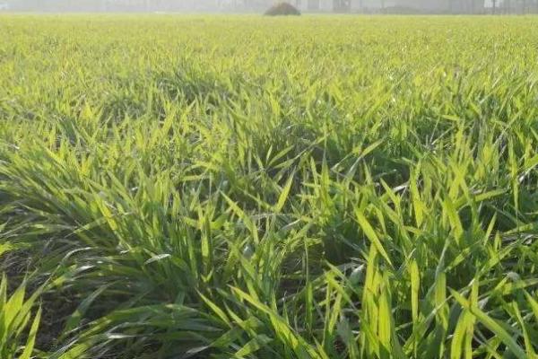 小麦越冬前怎么管理，对于深播苗要松土清棵、对于立针苗要施肥浇水