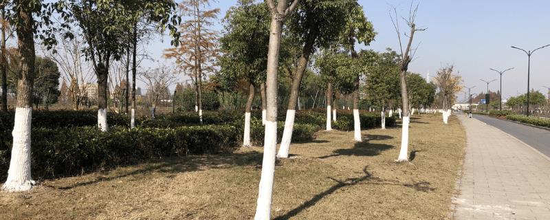 冬季苗木的防寒措施