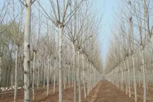 冬季苗木的防寒措施，入秋后要及早停止灌水和追施氮肥