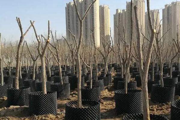 冬季苗木的防寒措施，入秋后要及早停止灌水和追施氮肥