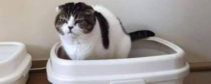 怎么确定猫是不是便秘