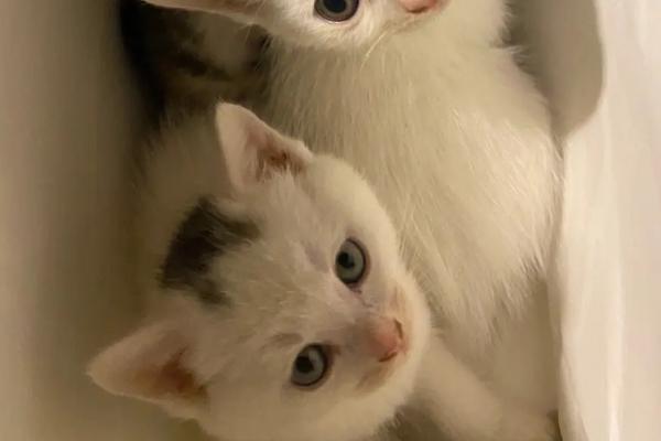 怎么确定猫是不是便秘，可观察排便次数和形状来辨别