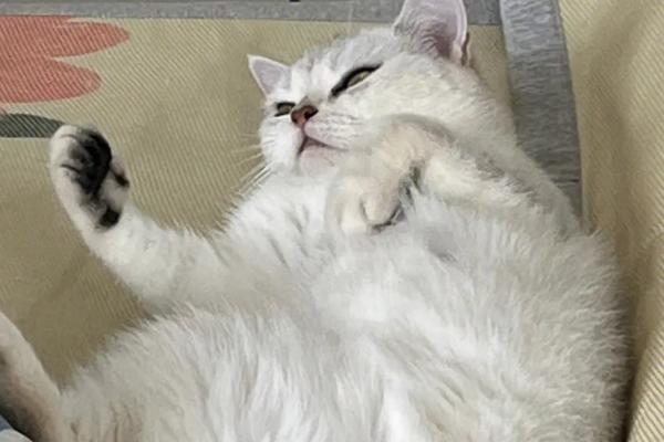 怎么确定猫是不是便秘，可观察排便次数和形状来辨别