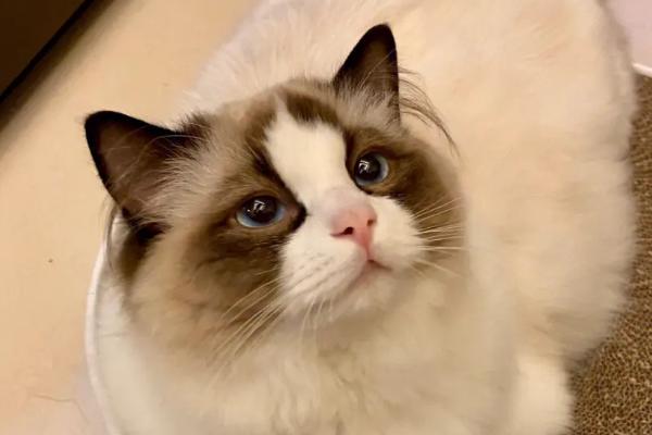 怎么确定猫是不是便秘，可观察排便次数和形状来辨别