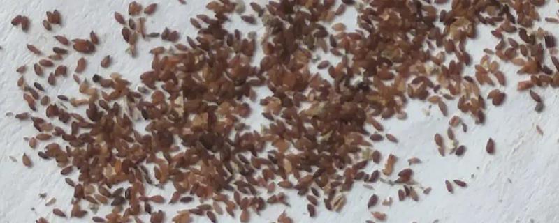 种植多肉种子要不要提前泡发