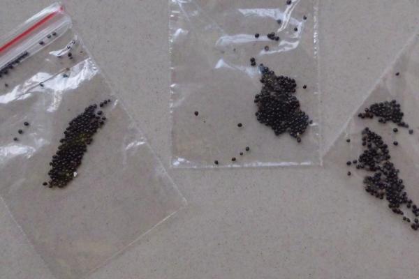 种植多肉种子要不要提前泡发，泡发或不泡发均不影响种植