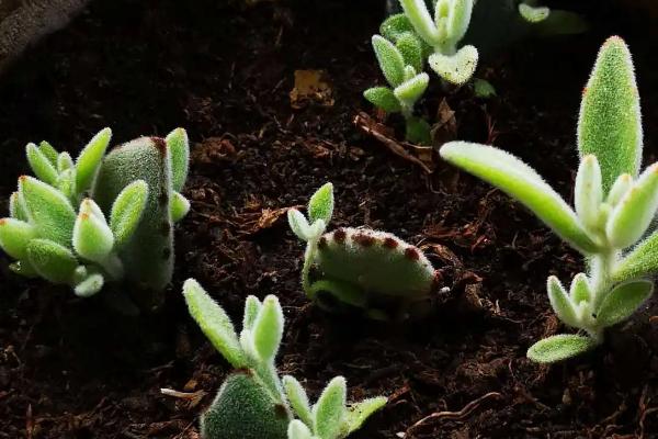 种植多肉种子要不要提前泡发，泡发或不泡发均不影响种植