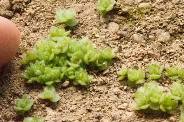 种植多肉种子要不要提前泡发，泡发或不泡发均不影响种植