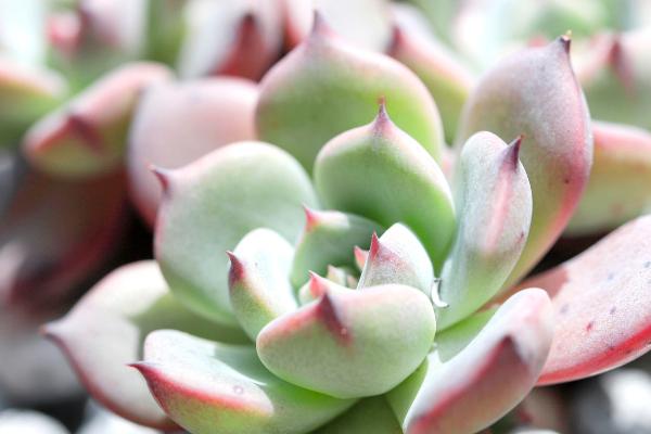 种植多肉种子要不要提前泡发，泡发或不泡发均不影响种植