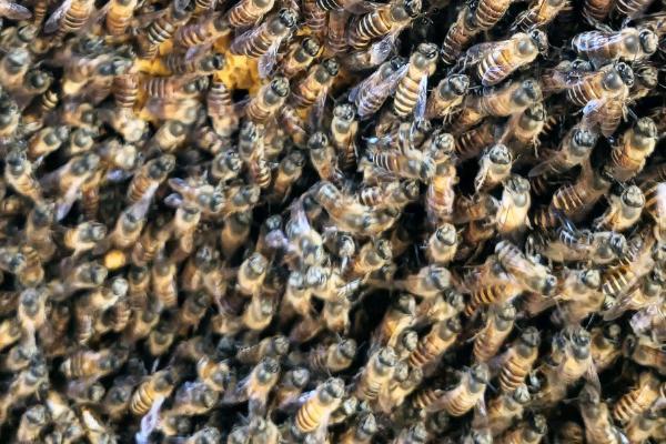 中蜂在7-8月份会不会分蜂,蜜源充足时具有分蜂的可能性