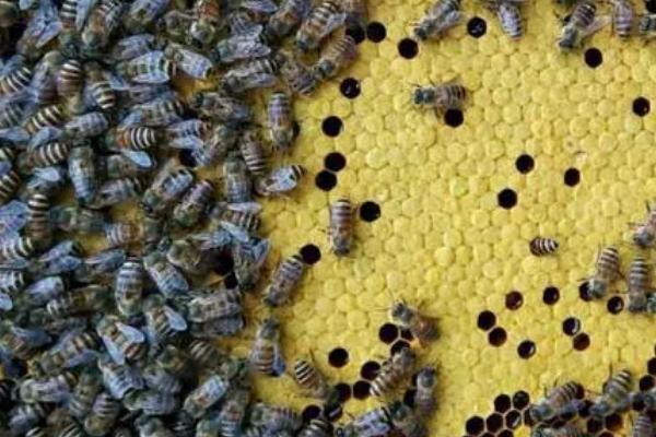 中蜂在7-8月份会不会分蜂,蜜源充足时具有分蜂的可能性