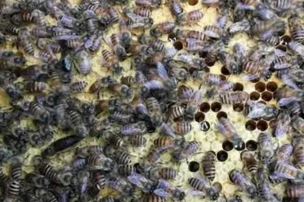 中蜂在7-8月份会不会分蜂,蜜源充足时具有分蜂的可能性