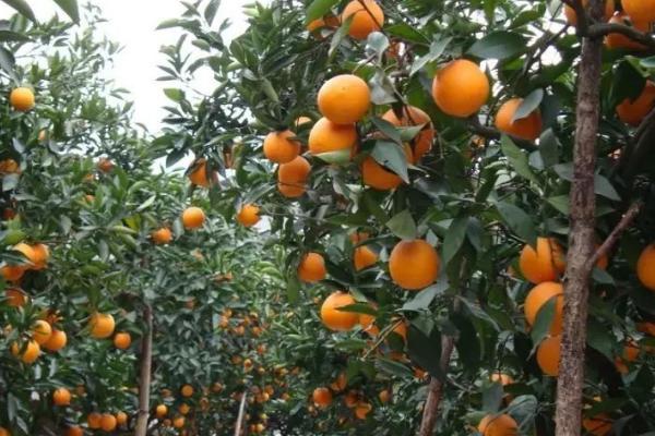 脐橙生长过程，会经历萌芽、生长、开花、成熟这4个阶段