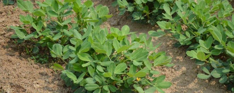 春花生的株行距