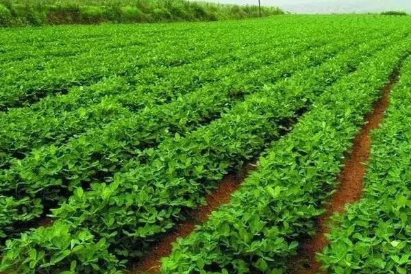 春花生的株行距，株距多为15-18厘米、行距多为25-30厘米