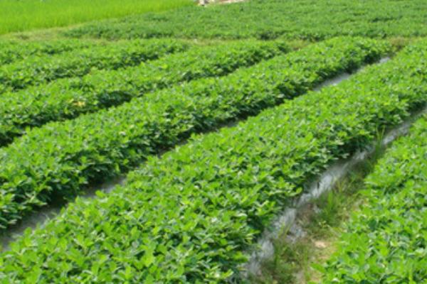 春花生的株行距，株距多为15-18厘米、行距多为25-30厘米