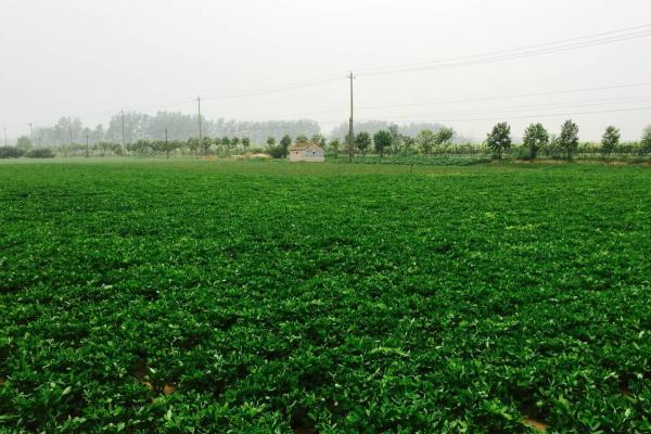 春花生的株行距，株距多为15-18厘米、行距多为25-30厘米