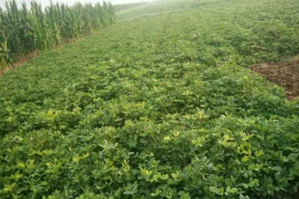 春花生的株行距，株距多为15-18厘米、行距多为25-30厘米