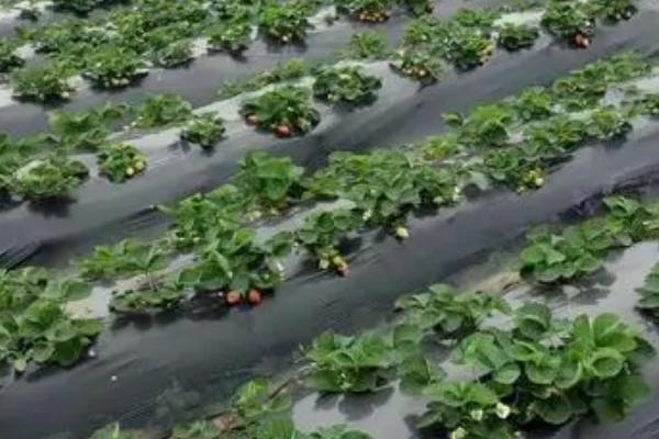 秋栽草莓为何要带土带药，可减少病虫害的发生