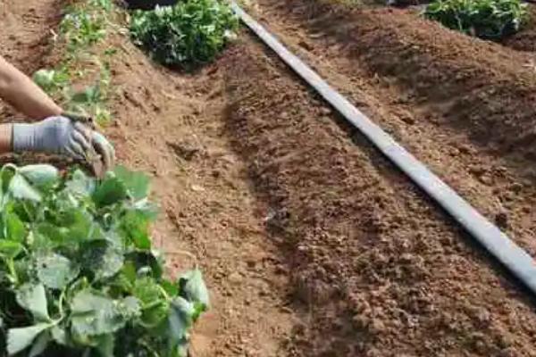 秋栽草莓为何要带土带药，可减少病虫害的发生