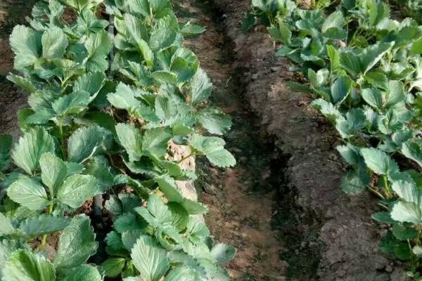 秋栽草莓为何要带土带药，可减少病虫害的发生