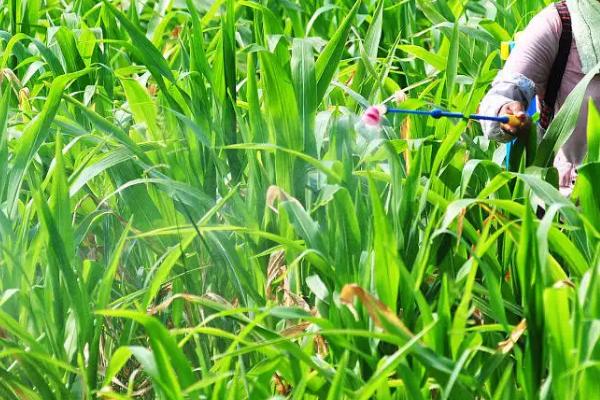 联农108玉米品种的特性，适宜播种期4月下旬—5月上旬