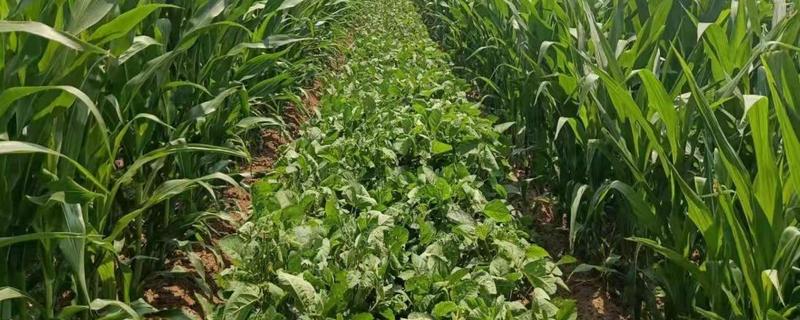 金谷玉5号玉米种简介