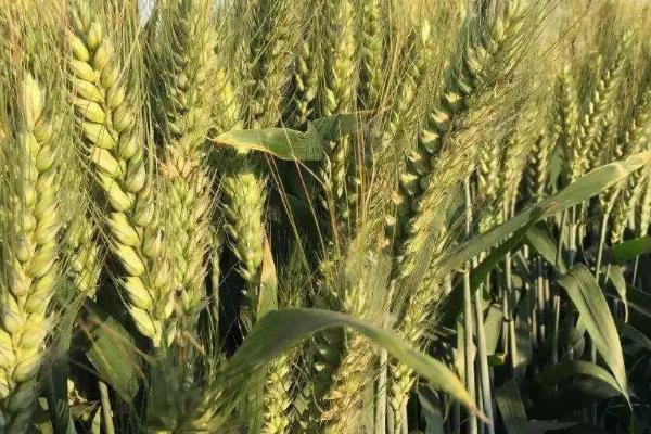 蒙紫麦1号小麦品种简介,中抗条锈病(MR)