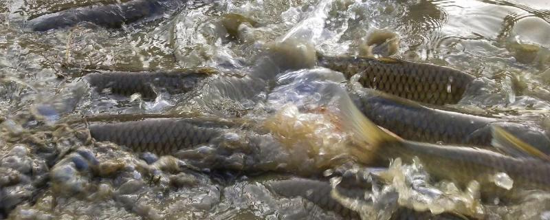 池塘容易养什么鱼