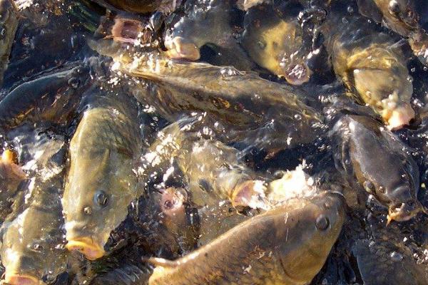 池塘容易养什么鱼,适合养鲤鱼、鲢鱼、草鱼等品种