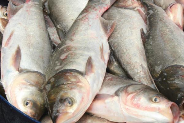 池塘容易养什么鱼,适合养鲤鱼、鲢鱼、草鱼等品种