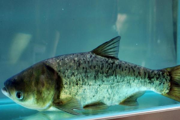 池塘容易养什么鱼,适合养鲤鱼、鲢鱼、草鱼等品种