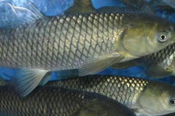 池塘容易养什么鱼,适合养鲤鱼、鲢鱼、草鱼等品种