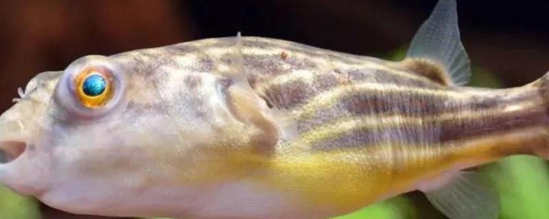 淡水狗头鱼有哪些品种