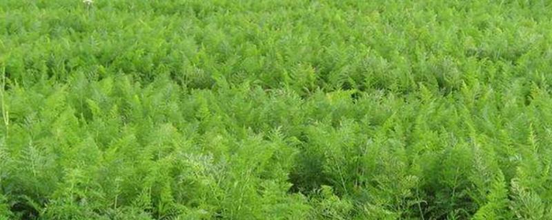 甘草高产种植方法