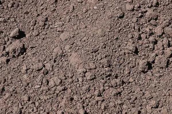 甘草高产种植方法，出苗前后要让土壤保持湿润