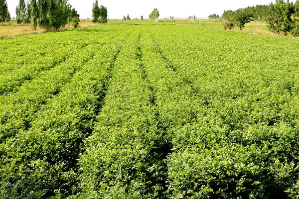 甘草高产种植方法，出苗前后要让土壤保持湿润